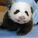 Baby Giant Panda Debuts in D.C- Why Do We Find It So Cute?